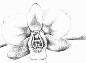 Orquidea Psiquica de la Madre