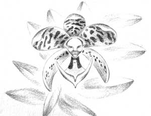 Orquídea Psíquica de El Líder