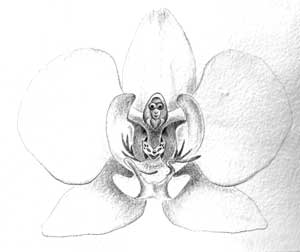 Orquidea Psíquica de El Mensajero