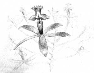 Orquidea Psíquica de El Ahuyentamiedos