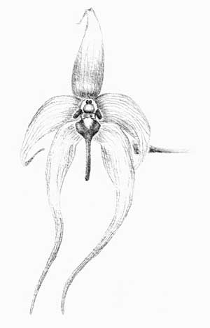 Orquídea Psíquica de El Niño Interno