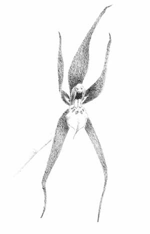 Orquídea Psíquica de El Comunicador