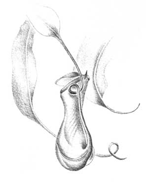 Orquidea Psíquica de El Protector