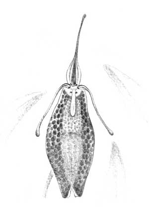 Orquidea Psíquica de El Bobalicón. Maestro del Disfraz