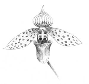 Orquidea Psiquica de Majestad